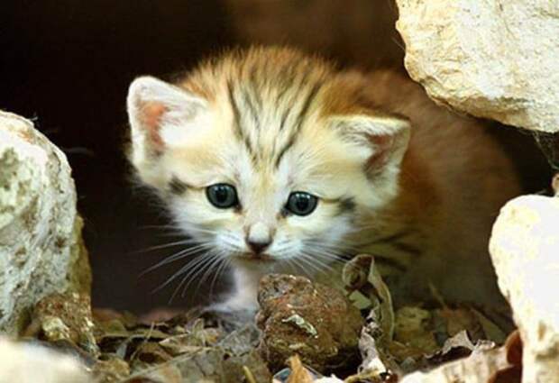 Песчаный кот (13 фото)