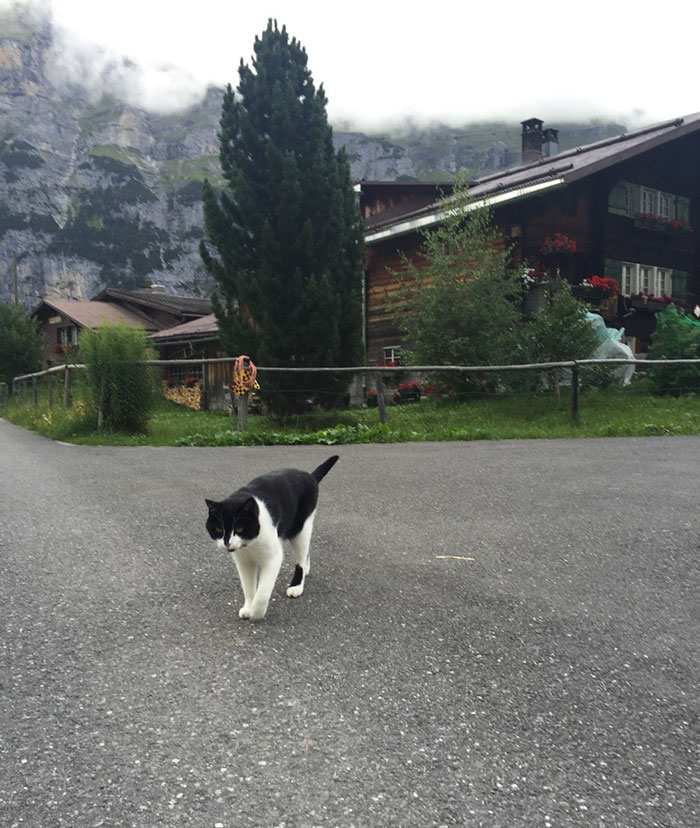 cat-guide-man-mountain-gimmelwald-switzerland-4