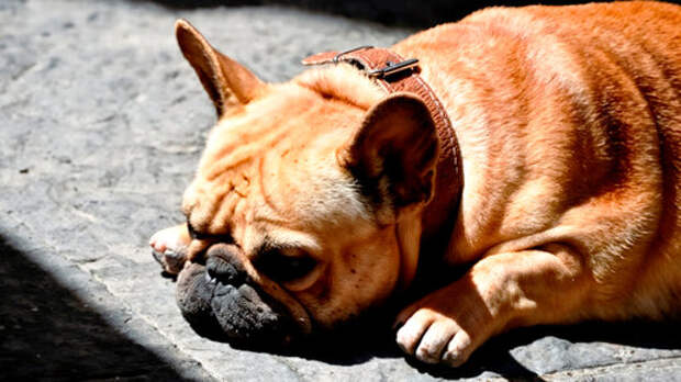 Теплый запах счастья