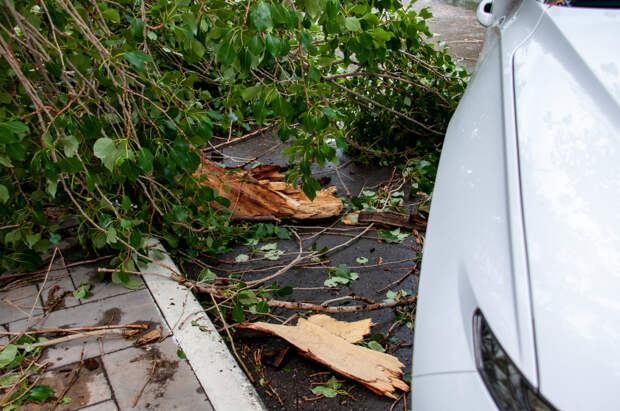 Порывистый ветер повалил 63 дерева в Подмосковье за минувшие сутки