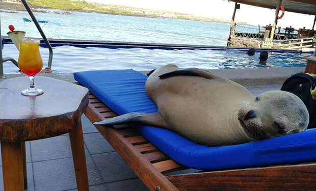 Морской лев пришел в отель, искупался в бассейне, а потом отобрал шезлонг у туриста. Видео