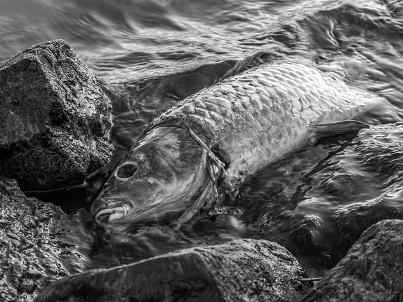 На берег Охотского моря выбросился косяк сельди