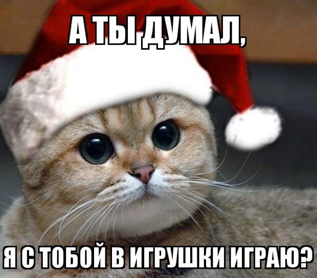 Страшнее кошки зверя нет! Кот "успокоил" обезумевшего от радости парня  видео, животные, кот, подарок, рождество