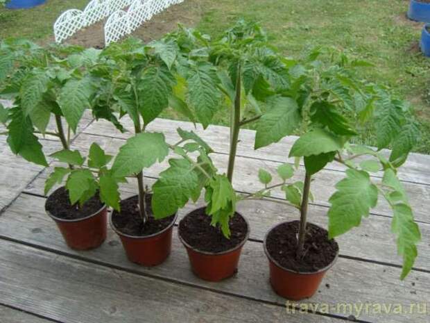 Рассада помидоров фото