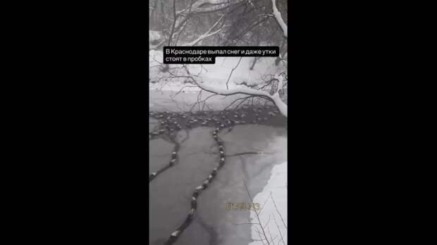 В Краснодаре выпал снег, и даже утки стоят в пробках https://t.me/webmoney_dn/311202Video: Клип
