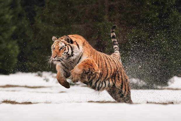 tiger in snow jumping by Stefan Wachter on 500px.com