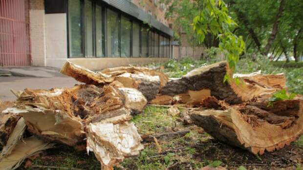 В Москве один человек пострадал от упавшего дерева