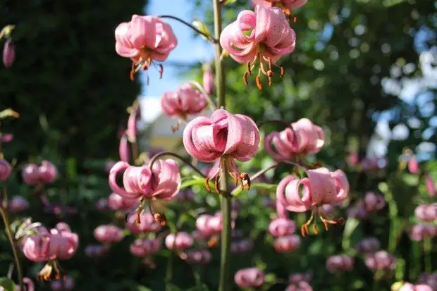 Лилия: виды, уход и посадка цветка в открытом грунте