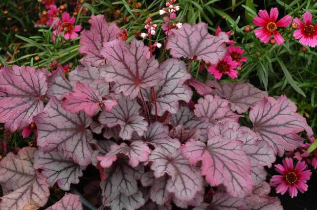 Heuchera Sugar Berry