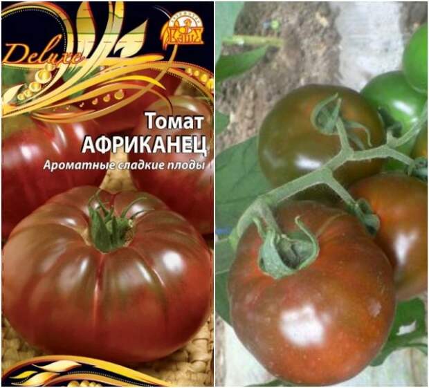 томат африканец