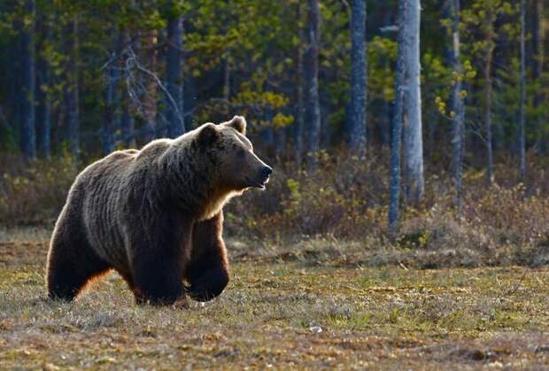 На севере Подмосковья заметили бурого медведя