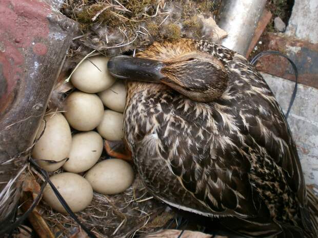 Во время высиживания птицы заботливо переворачивают яйца, чтобы прогревать их с каждой стороны. 