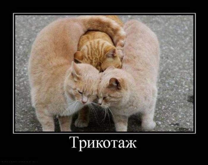 Демотиваторы (30 фото)