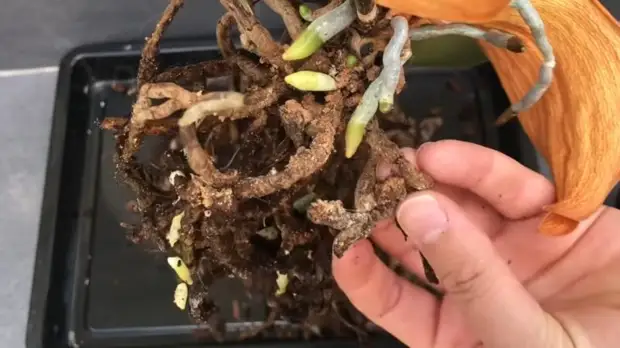 Как сделать отличную почву для роста корней и цветов орхидеи
