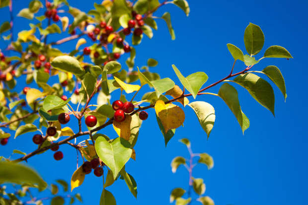 Яблоня ягодная (Malus baccata)