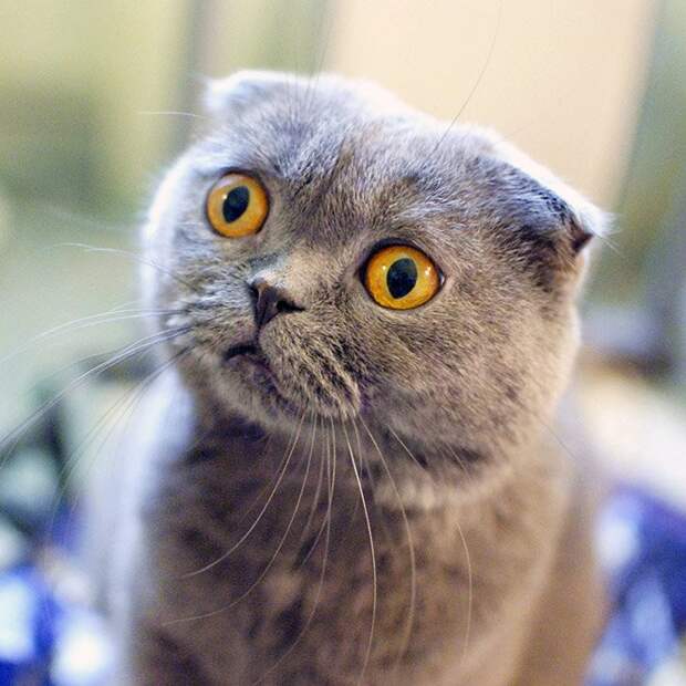 Максимально удивленные коты