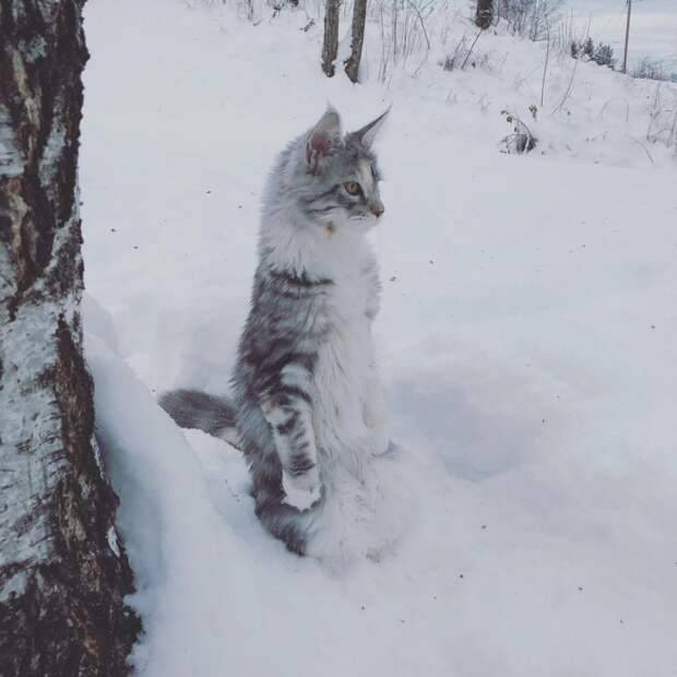 Прикольные картинки