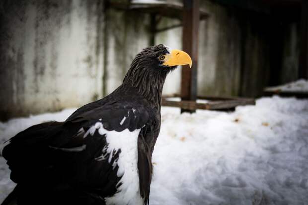 Ивановский зоопарк с 15 апреля переходит на летний график