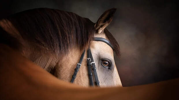 Роспотребнадзор: в России не выявлен появившийся в Швеции парапоксвирус