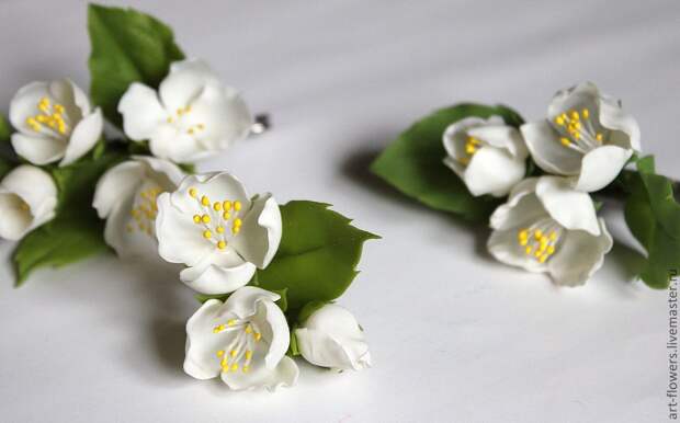 белые цветы жасмина