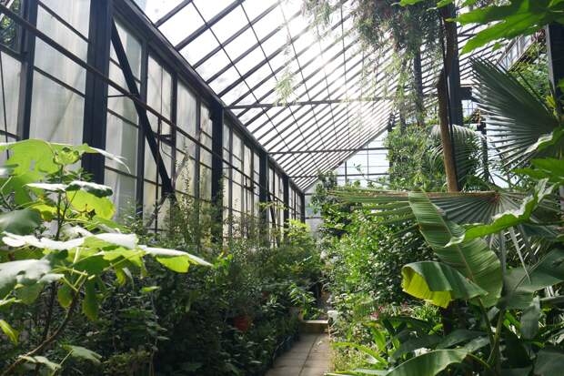 Нижегородский «Аптекарский огород» хотят сделать на месте Ботанического сада