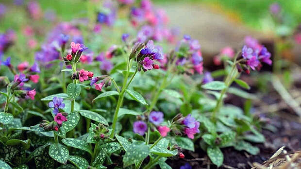 Медуница от кашля