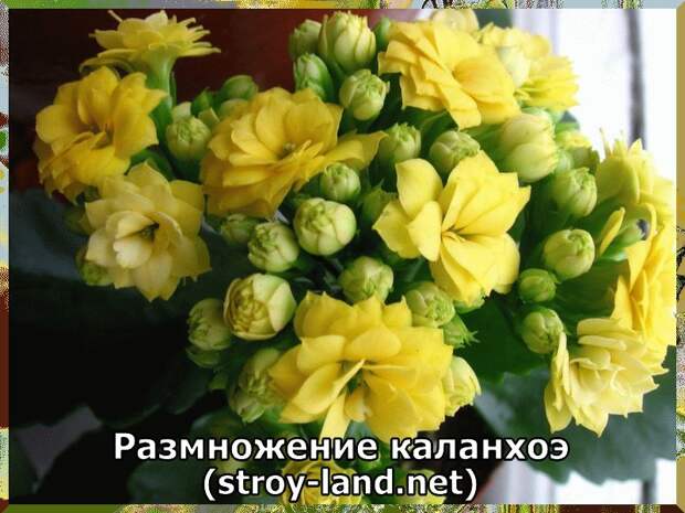 Размножение каланхоэ в домашних условиях