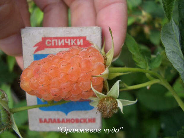 oranzhevoe-chudo