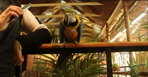 В калининградском зоопарке попугая Монику успокаивают музыкой "Ленинграда"