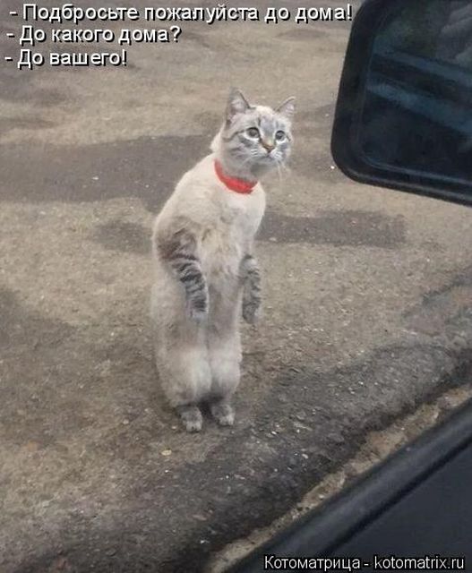 Лучшие котоматрицы недели (50 фото)