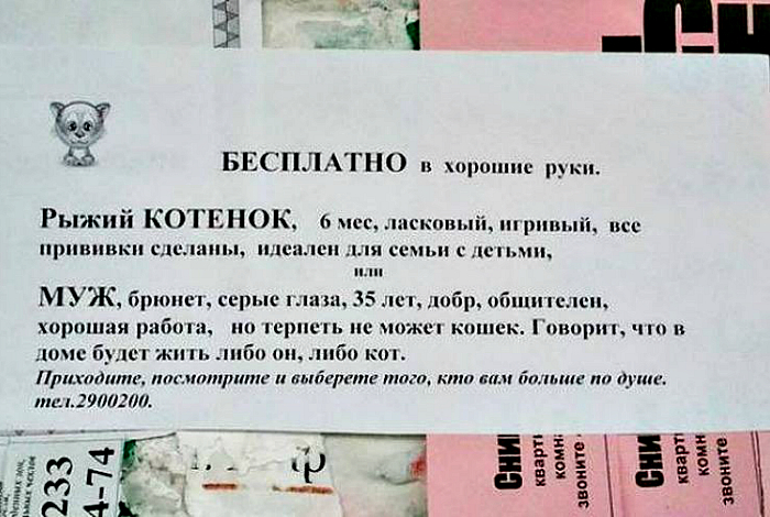 Кот или муж. Кот или муж.