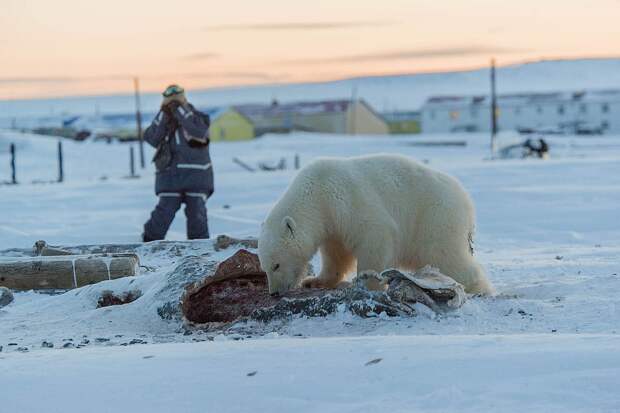 Пусть мама услышит…: белый медвежонок-сирота бродит в окрестностях села на Чукотке. Фото: Максим Деминов 