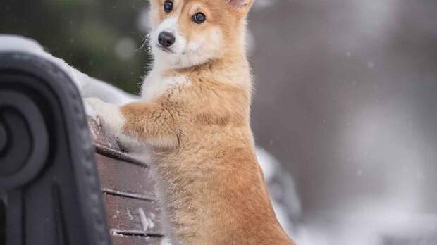 Что делать, если собака съела реагент