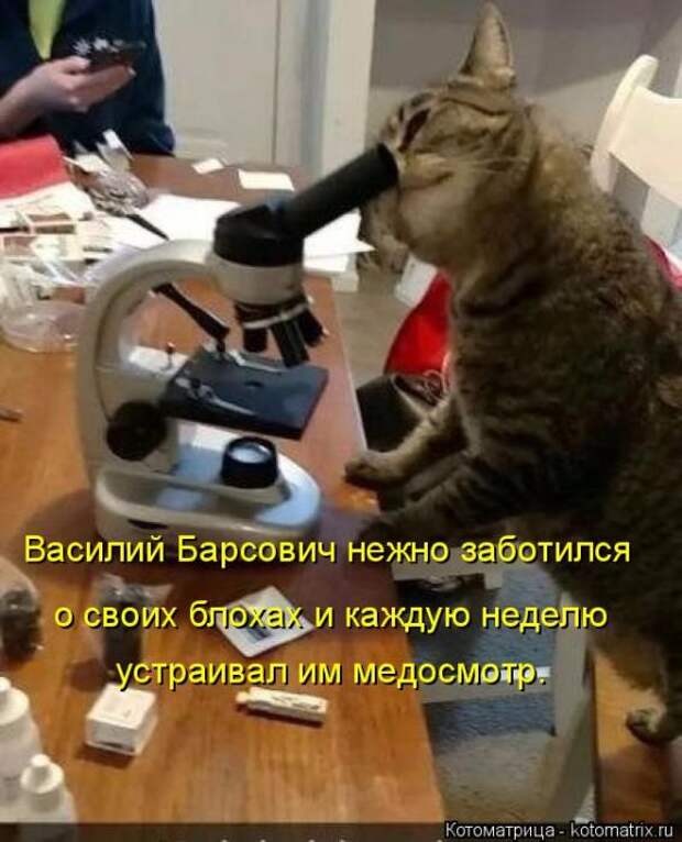 Лучшие котоматрицы недели (50 фото)