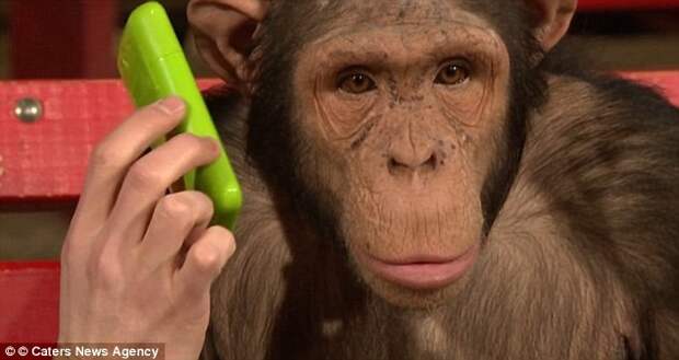 Шоу шимпанзе видео, жестокие развлечения, животные, страдания животных