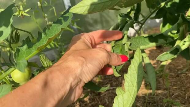 Причина скручивания листьев томатов, и что же с этим делать