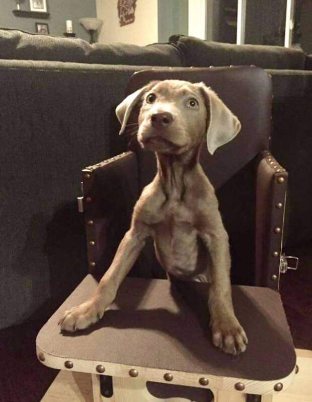 Особенная собака Тинк может питаться лишь сидя в специальном стульчике