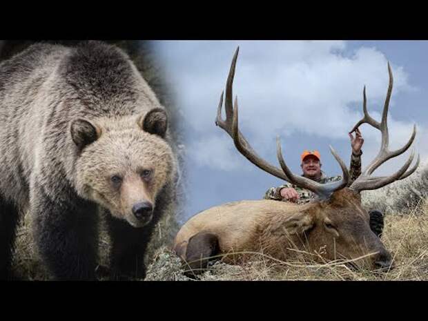 Hunting Big Bulls in Grizzly Country – Public land elk with Ike Eastman – Eastmans’ Official Blog | Mule Deer, Antelope, Elk Hunting and Bowhunting Magazine