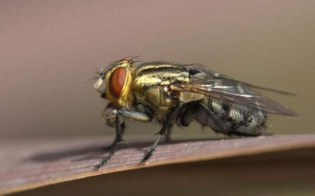 Мясная муха: описание, личинки, срок жизни