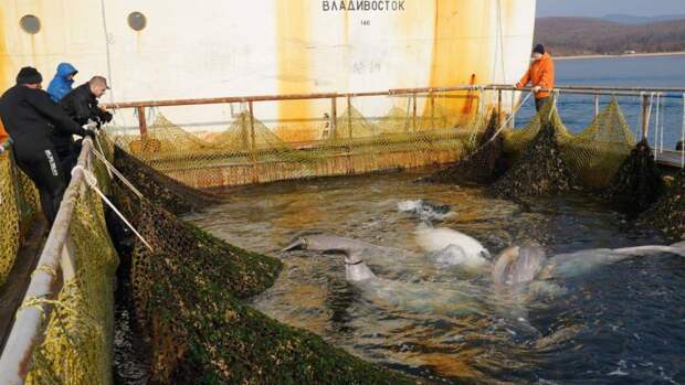 Вольеры «китовой тюрьмы» в Приморье демонтированы после вмешательства прокуратуры