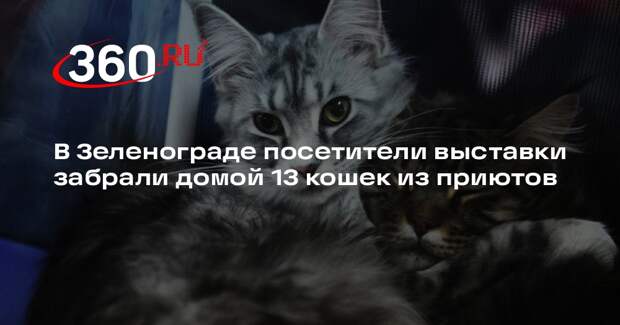 В Зеленограде посетители выставки забрали домой 13 кошек из приютов