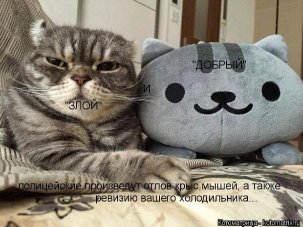 Лучшие котоматрицы недели (50 фото)