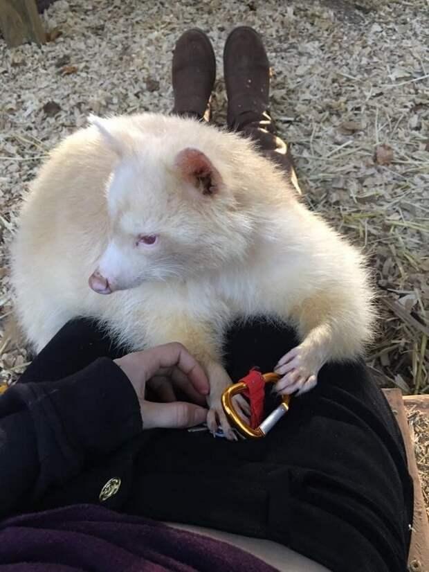 rescued-albino-raccoon-maxine-baird-new-hope-1