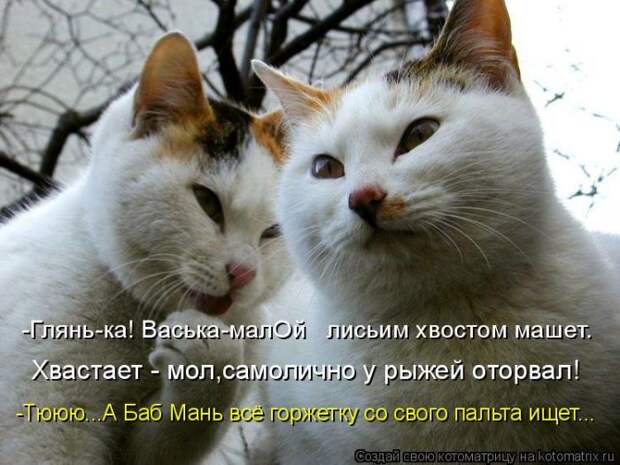 Лучшие котоматрицы недели Лучшие котоматрицы недели