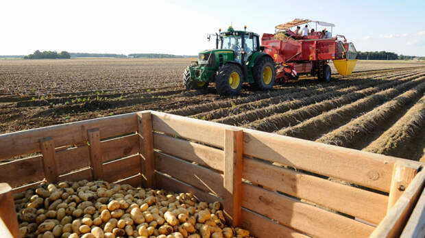 Какой урожай картофеля ожидается в России, рассказала глава Минсельхоза