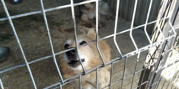 В Петербурге на участке у КАД построят ветклинику и приют для животных