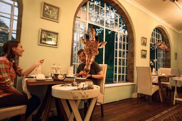 Обед с жирафом