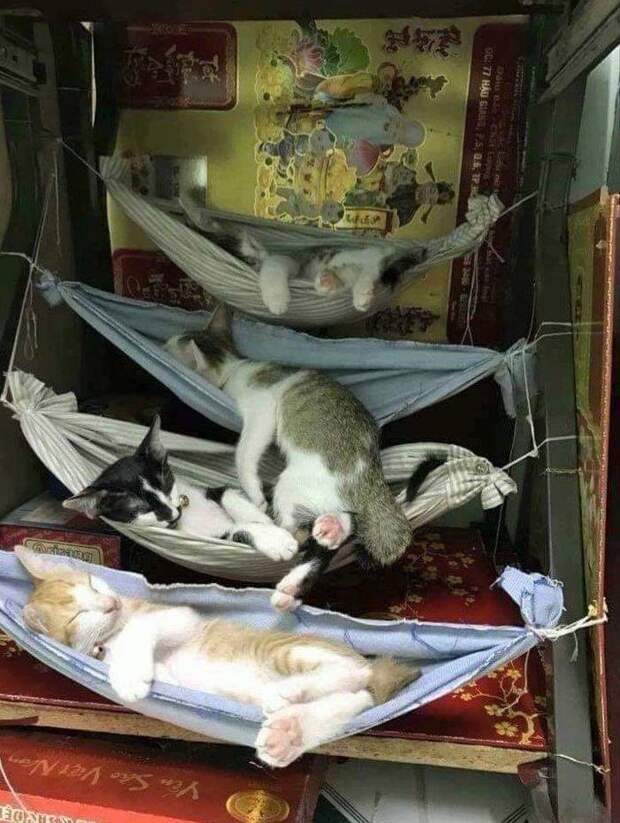 Спят , любимчики Спят , любимчики