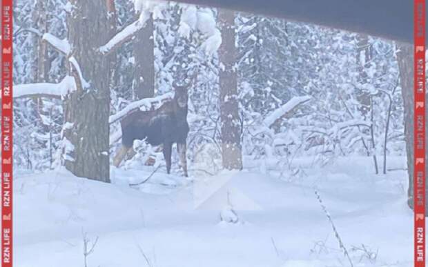 Лоси снова вышли на дороги Рязанской области: будьте осторожны!