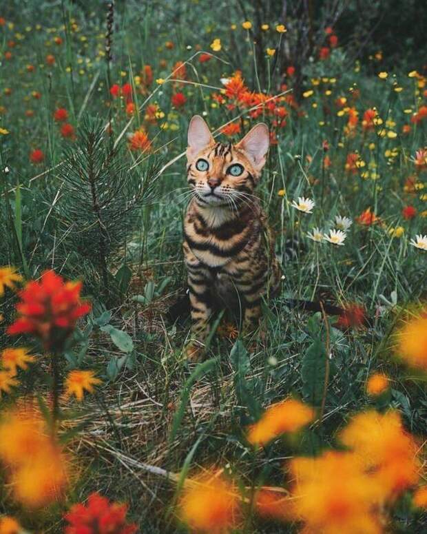 Сьюки — кот путешественник: Красивый кот на фоне красивых пейзажей